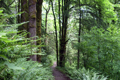 Free: Forest Park, Portland