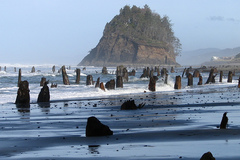 Free: Neskowin Ghost Forest