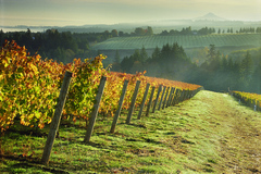Booking (trips, stays, etc.): Small Group Willamette Valley Wine & Waterfalls Tour