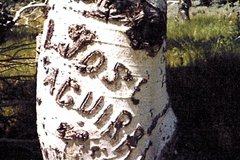 Free: Aspen Arborglyph Heritage Trees in Eastern Oregon