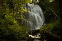 Free: University Falls Loop Hike in Tillamook State Forest