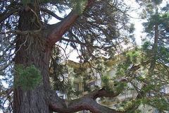 Free: Captain Flavel Heritage Trees in Astoria