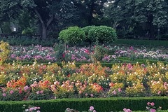 Free: Visit Peninsula Park Rose Garden in North Portland 