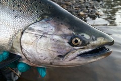 Booking (trips, stays, etc.): Oregon Coast Salmon Fishing 