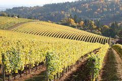 Booking (trips, stays, etc.): Willamette Valley Wine Tours