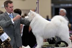 Varies/Learn More: Rose City Classic Dog Show in Portland, Jan. 16-20