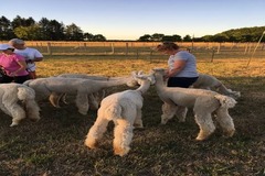 Booking (trips, stays, etc.): Alpaca Yoga + More at Marquam Hill Ranch