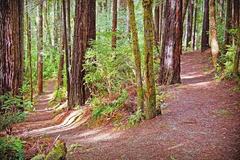 Free: Oregon Redwood Trail