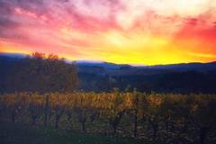 Varies/Learn More: Willamette Valley Vineyards at Tualatin Estate
