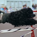 Varies/Learn More: Rose City Classic Dog Show in Portland, Jan. 16-20