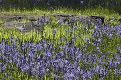 Free: Camassia Natural Area in West Linn