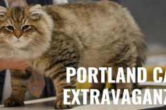 Varies/Learn More: Portland Cat Extravaganza & Adoption Event