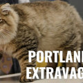 Varies/Learn More: Portland Cat Extravaganza & Adoption Event